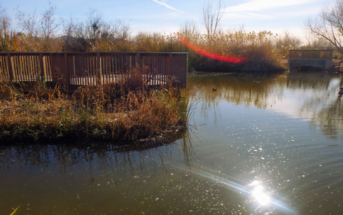 Clark County Wetlands Park. Sharon Patterson Monge