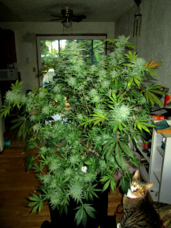 mindlessrefuge:  Kitty loves the lemon skunk