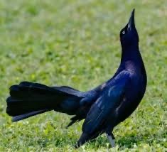 Great-tailed Grackle Appreciation Post