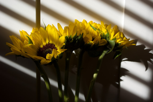 coolgirlsunday:Beautiful flowers from a beautiful boy ✨