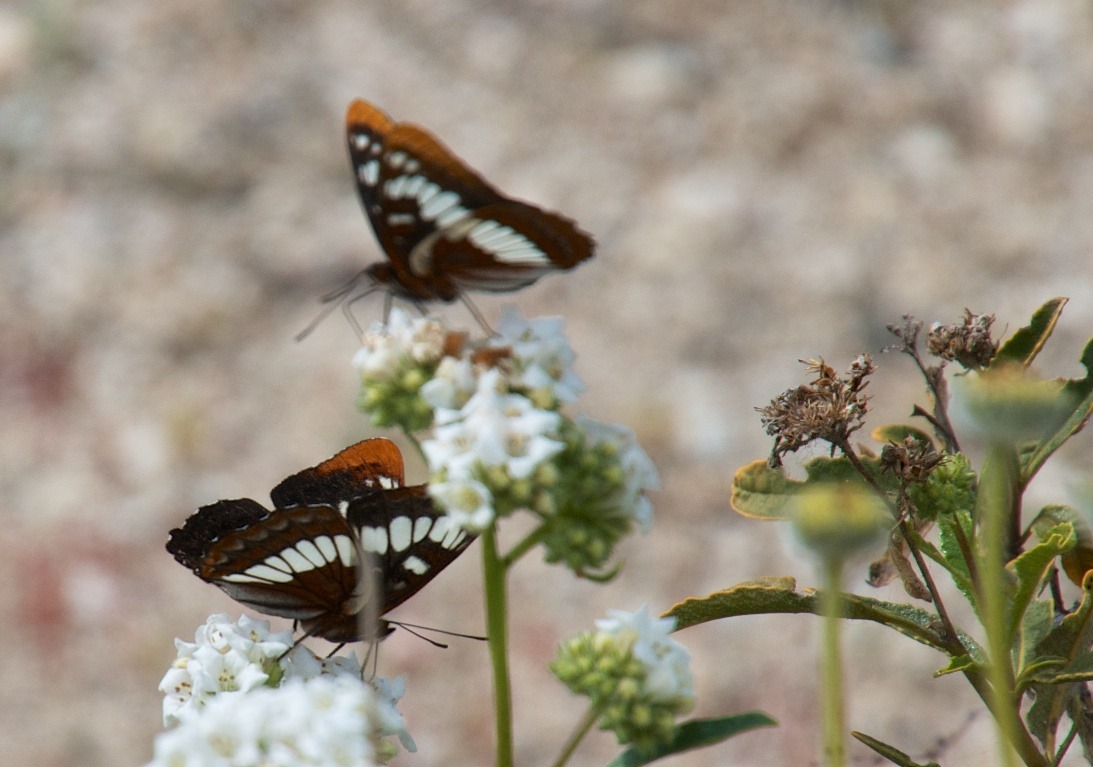 rjzimmerman:  Today’s hike with camera was the Big Morongo Canyon Preserve, Morongo