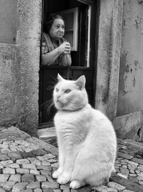 redlipstickresurrected:Rui Palha (Portuguese, b. 1953, Lisbon, Portugal) - Garfield, 2007  Phot