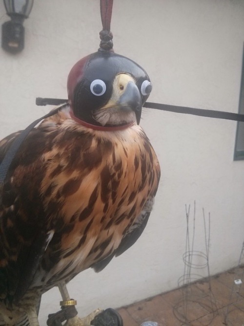 archiemcphee:Behold, the noble raptor, fine of feather and googly of eye. Redditor and falconer dirt