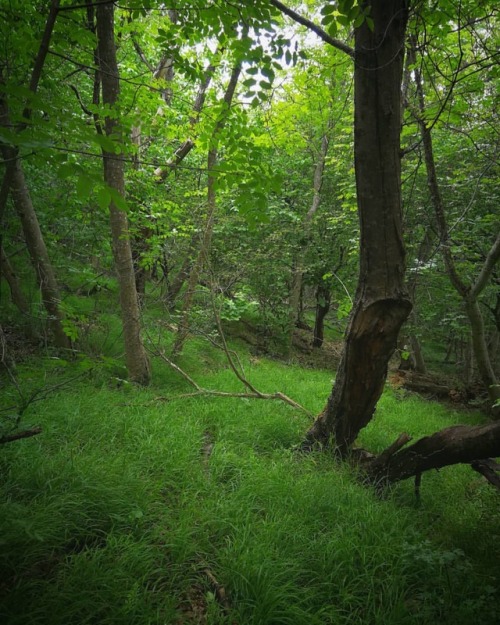 #maytheforestbewithyou #woodland #enchanted #nature #lovenature #forest #green #naturephotography ht