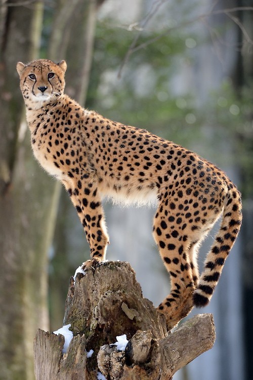wonderous-world:  Cheetah by Steve Tracy