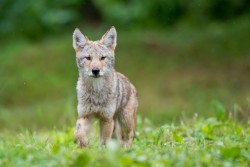 superbnature:  Young coyote by maximeriendeau