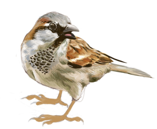saralippman:House sparrow progress! feathers are a pain. 