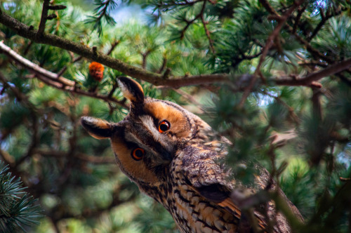 artofmaquenda:  I have something so amazing to share!!!Our friends discovered this tree in the street they live in, a very ordinary street with a tree in someone’s garden and it’s FILLED with Long-eared owls!!There were more than 20, just so amazing