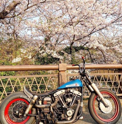 holdfastmotorcycles: School-of-Cool.com  #bobber #shovelheadbobber #japanstylebobbers #japstyle #sho