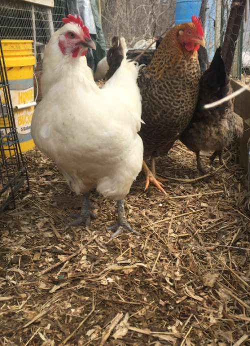 Adventurous free range chickens climbing onto the greenhouse roof www.bewellcommunity.o