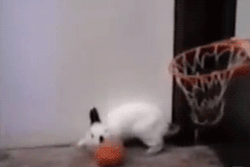 worldofthecutestcuties:  Basket Rabbit  Same