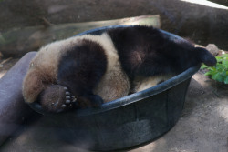 giantpandaphotos:  Xiao Liwu at the San Diego