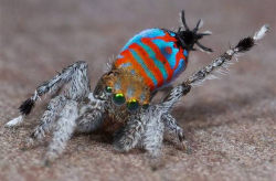 discoverynews:&lsquo;Skeletorus&rsquo; and 'Sparklemuffin&rsquo; the Newest SpidersTwo gorgeous new species of peacock spiders nicknamed “Skeletorus” and “Sparklemuffin” have been discovered in Australia, according to a new report. Learn about