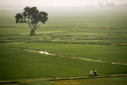 unrar:  Local farmers walk in the fields