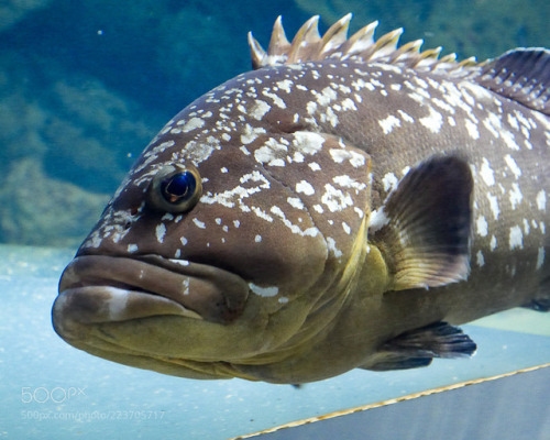 Duski grouper by filagrij Malta National Aquarium