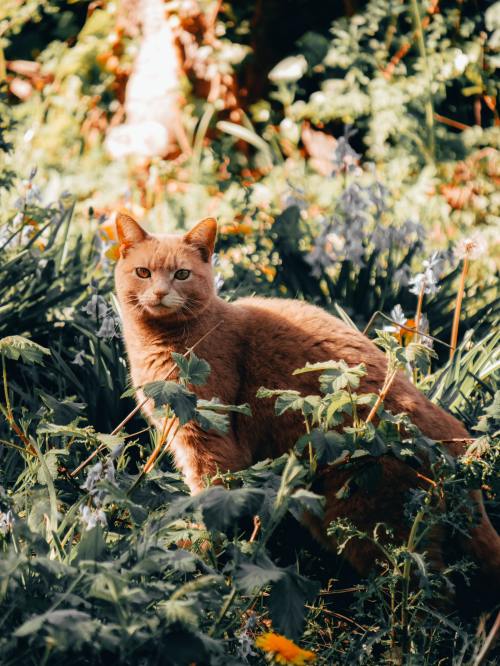 florealegiardini:Jungle cat ~ Matt Seymour
