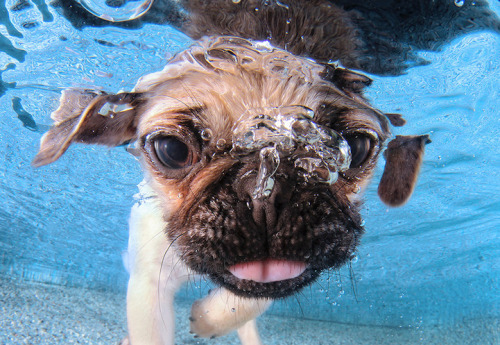 mymodernmet:  Seth Casteel, the photographer behind Underwater Dogs, is back with the adorable series Underwater Puppies (available at Barnes & Noble). Casteel, who taught over 1500 puppies how to swim, hopes to raise awareness of rescue and adoption