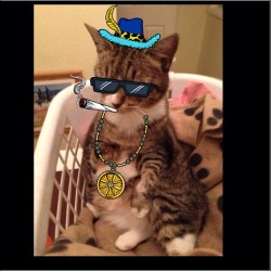 thrusterfish:  My cats life #smudge #stoned #snoopify #weed #gangster