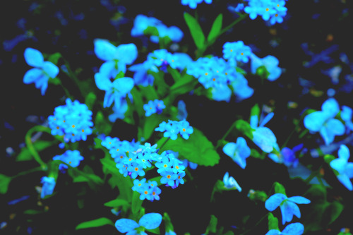 ramuneblue:  flower of life