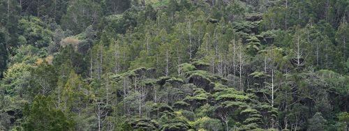 A healthy flush of young kauri trees pushing up through the kanukas on a hillside in the Waitakere R