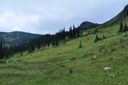 expressions-of-nature:Old Torpy by Dana Bee