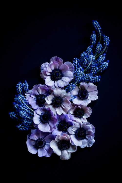 Fallen Blooms anemones &amp; muscari©Botanic Art
