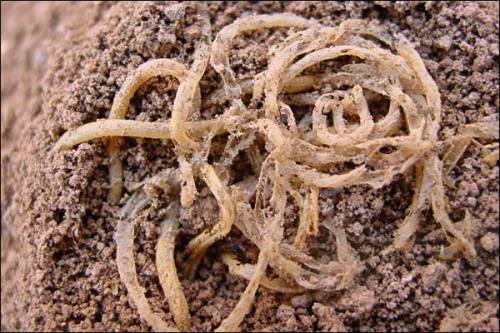 Fun History Fact,The oldest noodles ever found were unearthed by archaeologists in Qinghai Province,