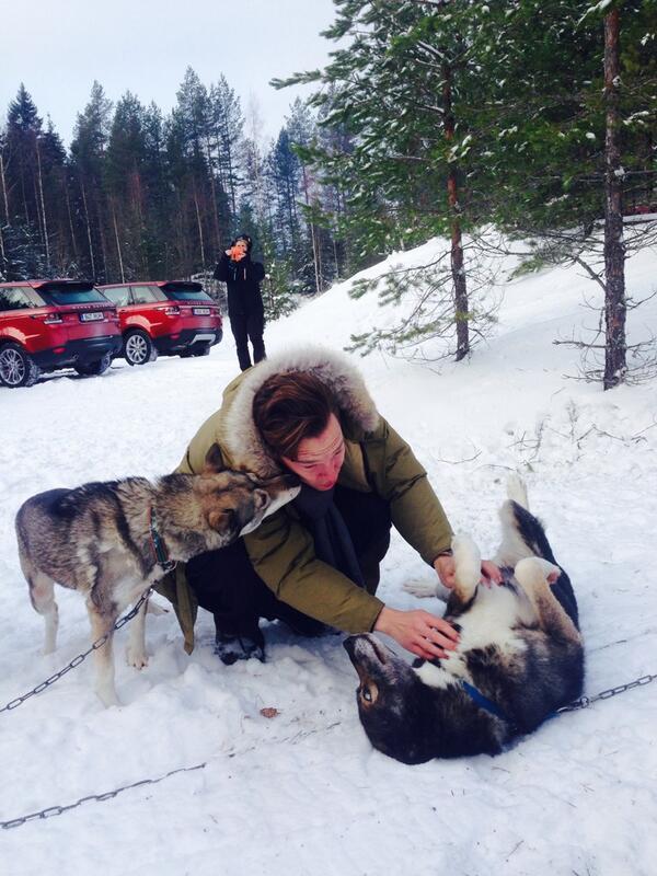 dudeufugly:  “Cumberbatch loves dogs. Here he is playing with Huskies in Finland