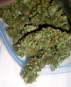 shesmokesbong:  Hawaiian &lt;3