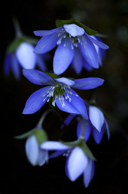 carasposa:  Hepatica by Bernie Kasper on Flickr. 