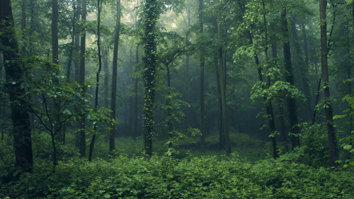 90377: Jungle in the Eifel by Jerdess