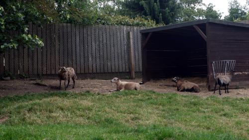 Cameroon and Shetland Sheep.