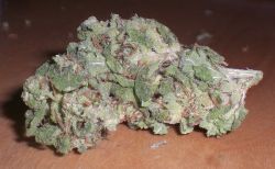 darthweeder420:  Blue Cheese