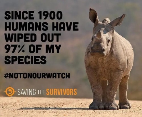 funnywildlife:For this #RhinoFriday Let’s @Support @savingthesurvivors &amp; help them ensure that the next generation of the iconic #rhino is not the last. #SaveRhinos #WorthMoreAlive #ExtinctionIsForever  * Please Donate using the post fundraiser/link