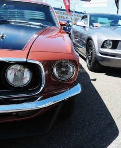 JUST THE COOLEST MUSTANGS