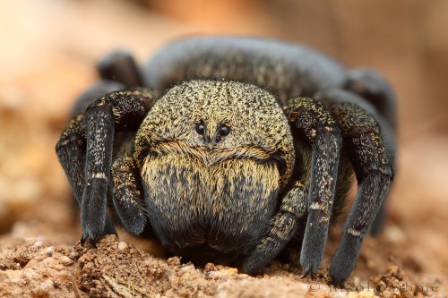 onenicebugperday: coolfire333: onenicebugperday: Ladybird velvet spiders, Eresus sp., HungaryFemale 