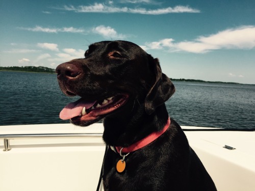 dogspine:happy boat dog