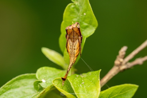 Black Tail Spider, Arachnura Melanura, Araneidae