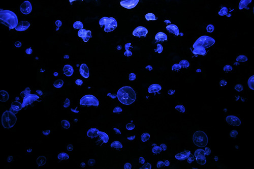 Jellyfish