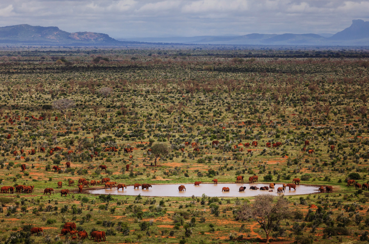 awkwardsituationist:  an elephant is killed by poachers every 15 minutes, meaning