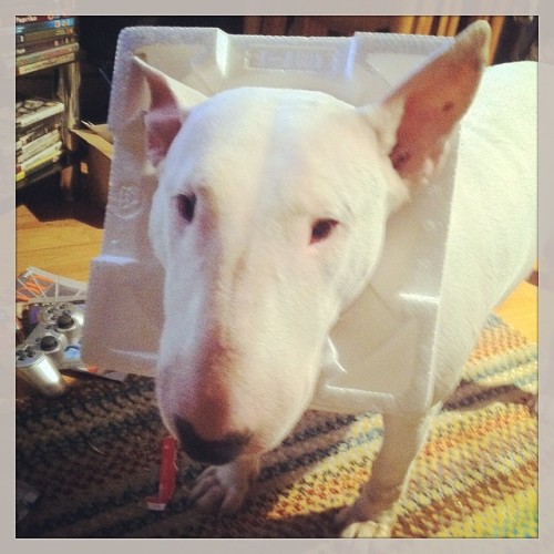 We&rsquo;re bad to the dog. #starr #ebt #dogs #animals #bullterrier