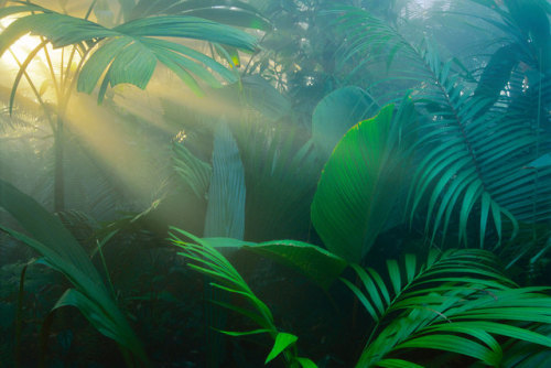 voss117:Frans Lanting - Rainforest vegetation in morning light