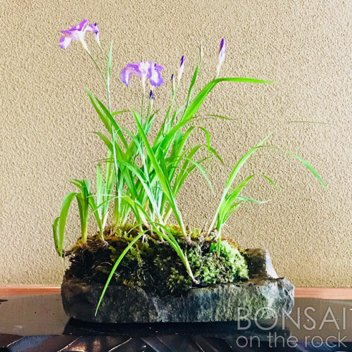 ヒメシャガ（姫射干、姫著莪）の石付盆栽 HIME-SHAGA, Iris gracilipes bonsai on a rock 2018.4.28 撮影（5 photos） —- #bo