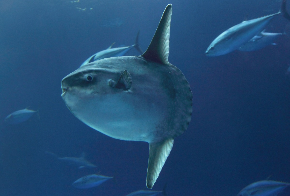 Charismatic. Bizarre. Adorable. How to describe the ocean sunfish? How about mysterious, since there’s still so much to learn about this peculiar fish! Let’s check in with our researchers to see how they study the magnificent mola mola in the wild!