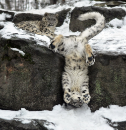 awwww-cute:Everyone. May I introduce you to the Snow Leopard. (Source: http://ift.tt/2g8WBgz)