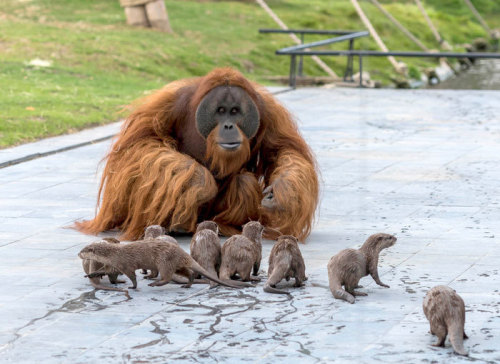 babyanimalgifs:  Orangutans Befriend Otters That Often Swim Through Their Enclosure At The Zoo Forming ‘A Very Special Bond’.(via)