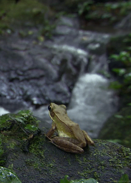 The Frogman