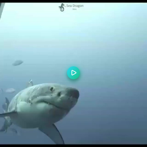 Battle-scarred great white shark