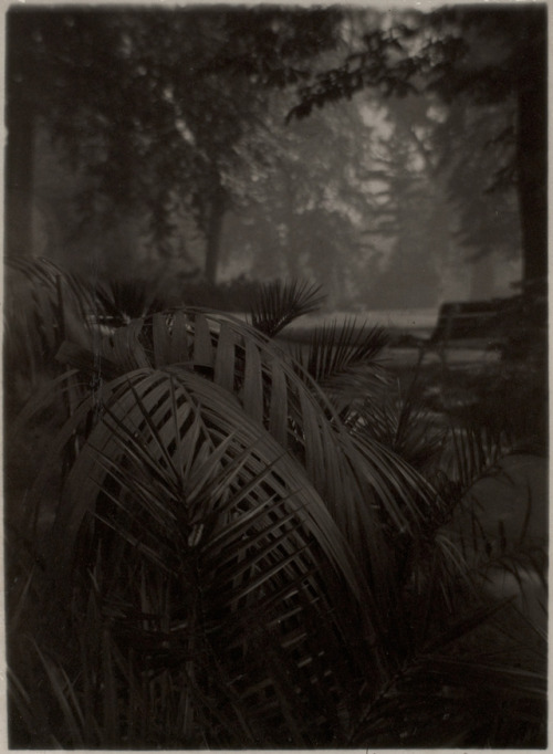 memoryslandscape:Josef Sudek, Le Jardin Royalvers, 1940–1946