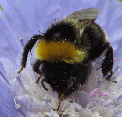 Bumble Bee Stimboard For Bee @n1tram-style 